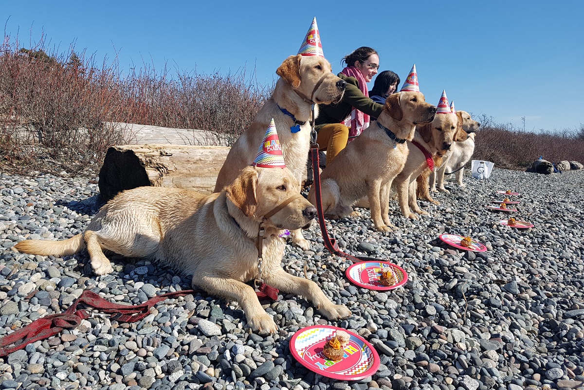 Dogs wear party hats and sit at a beach.